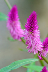 Plants in the garden
