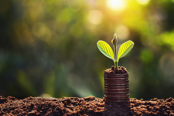 plant growing on coins sunshine background. concept saving money
