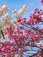 Close up full bloom beautiful pink cherry blossoms flowers ( sakura ) over the garden in springtime sunny day with soft natural background