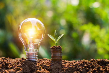 light bulb on soil with young plant growing on money stack. saving finance and energy concept
