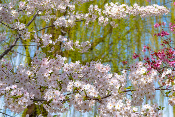 Close up full bloom beautiful pink cherry blossoms flowers ( sakura ) over the garden in springtime sunny day with soft natural background