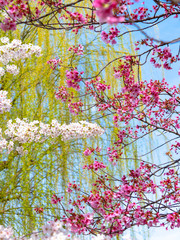 Close up full bloom beautiful pink cherry blossoms flowers ( sakura ) over the garden in springtime...