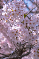 Close up full bloom beautiful pink cherry blossoms flowers ( sakura ) over the garden in springtime sunny day with soft natural background