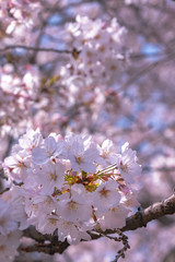 Close up full bloom beautiful pink cherry blossoms flowers ( sakura ) over the garden in springtime...