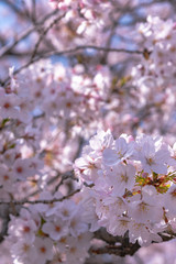 Close up full bloom beautiful pink cherry blossoms flowers ( sakura ) over the garden in springtime sunny day with soft natural background