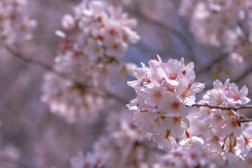Close up full bloom beautiful pink cherry blossoms flowers ( sakura ) over the garden in springtime sunny day with soft natural background