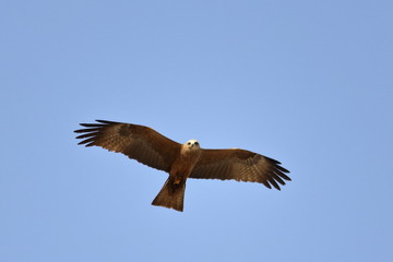 birding gambia