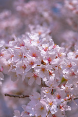 Close up full bloom beautiful pink cherry blossoms flowers ( sakura ) over the garden in springtime...
