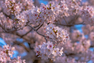 Close up full bloom beautiful pink cherry blossoms flowers ( sakura ) over the garden in springtime sunny day with soft natural background