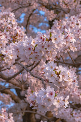 Close up full bloom beautiful pink cherry blossoms flowers ( sakura ) over the garden in springtime...