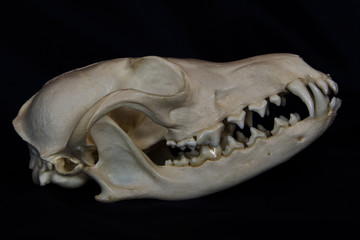Fototapeta premium Red Fox Skull with Large Fangs in Closed Mouth Isolated on a Black Background