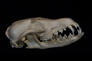 Fox Skull with Large Fangs in Partly Open Mouth Isolated on a Black Background