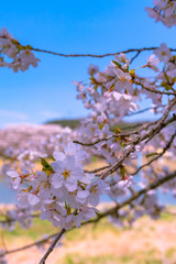 Close up full bloom beautiful pink cherry blossoms flowers ( sakura ) over the garden in springtime...