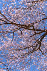 Close up full bloom beautiful pink cherry blossoms flowers ( sakura ) over the garden in springtime sunny day with soft natural background