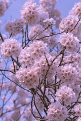 Close up full bloom beautiful pink cherry blossoms flowers ( sakura ) over the garden in springtime sunny day with soft natural background