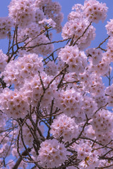 Close up full bloom beautiful pink cherry blossoms flowers ( sakura ) over the garden in springtime...
