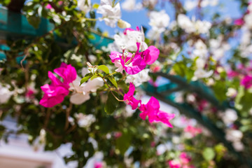 Pink and white flowers of bougainvillea. Beautiful Colorful Bougainvillea blossoms