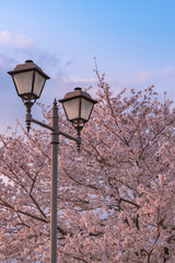 Street light with full bloom cherry blossoms background  in spring season