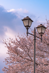 Street light with full bloom cherry blossoms background  in spring season