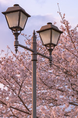 Street light with full bloom cherry blossoms background  in spring season