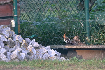 hoopoe