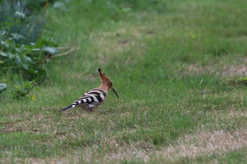 hoopoe