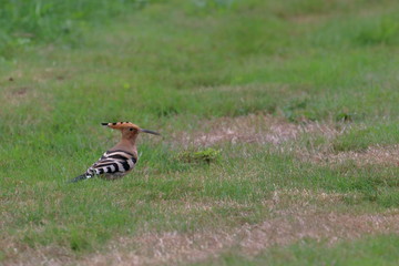 hoopoe
