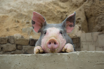 Puerco con mirada tierna