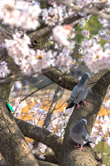Close-up cute dove birds and sakura cherry blossoms full bloom in springtime sunny day with natural background around Ueno park lake at Tokyo, Japan.