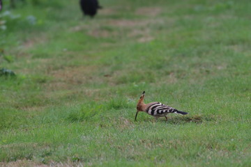 hoopoe