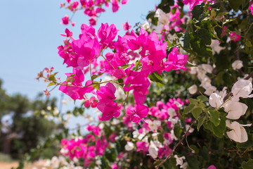 Fototapeta na wymiar Pink flowers of bougainvillea. Beautiful Colorful Bougainvillea blossoms