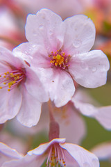 Close-up full bloom beautiful pink cherry flowers ( sakura ) over the garden in springtime sunny day, with soft green blur natural background.