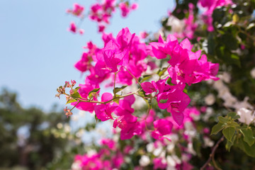 Pink flowers of bougainvillea. Beautiful Colorful Bougainvillea blossoms