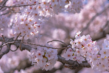 Close-up full bloom beautiful pink cherry flowers ( sakura ) over the garden in springtime sunny day, with soft blur natural background.