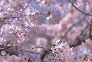 Close-up full bloom beautiful pink cherry flowers ( sakura ) over the garden in springtime sunny day, with soft blur natural background.