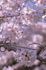 Close-up full bloom beautiful pink cherry flowers ( sakura ) over the garden in springtime sunny day, with soft blur natural background.