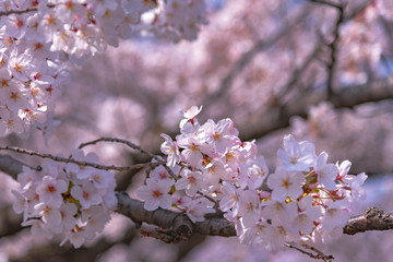 Close-up full bloom beautiful pink cherry flowers ( sakura ) over the garden in springtime sunny day, with soft blur natural background.