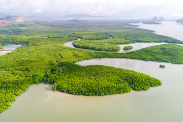 Green tropical mangrove forest with boat way