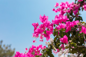 Pink flowers of bougainvillea. Beautiful Colorful Bougainvillea blossoms