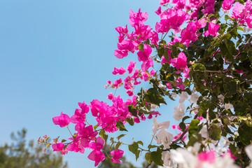 Pink flowers of bougainvillea. Beautiful Colorful Bougainvillea blossoms
