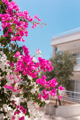 Pink and white flowers of bougainvillea. Beautiful Colorful Bougainvillea blossoms