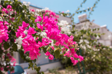 Obraz na płótnie Canvas Pink and white flowers of bougainvillea. Beautiful Colorful Bougainvillea blossoms