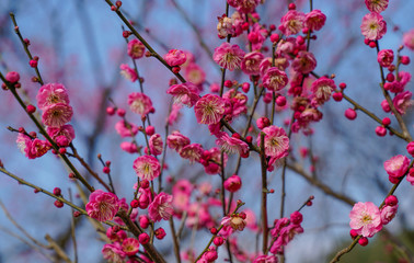 Blooming Plum Blossoms