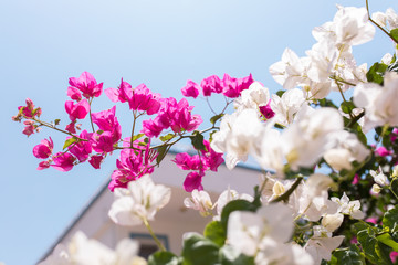 Pink and white flowers of bougainvillea. Beautiful Colorful Bougainvillea blossoms