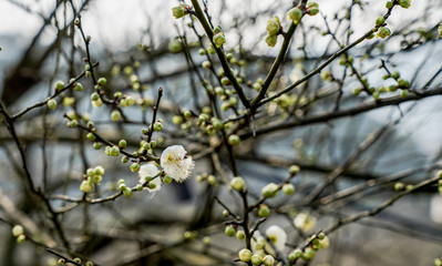 Prunus mume Sieb