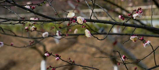 Blooming Plum Blossoms