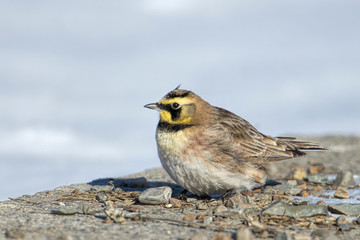 Close up of cute horned lark.