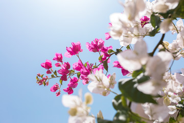 Pink and white flowers of bougainvillea. Beautiful Colorful Bougainvillea blossoms