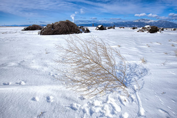 Plant in snow on a sunny day.