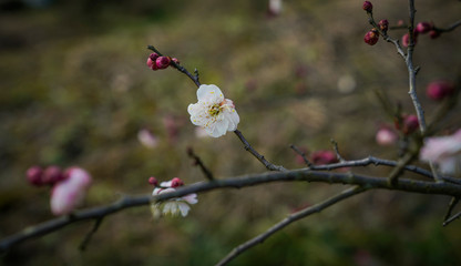 Blooming Plum Blossoms